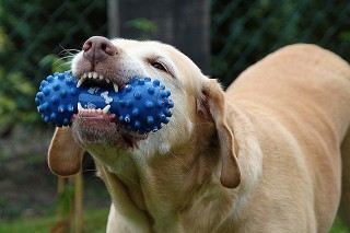 遊ぶ犬